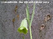 Fritillaria alfredae glaucoviridis